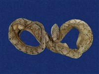 藏品(擬龜殼花)的圖片